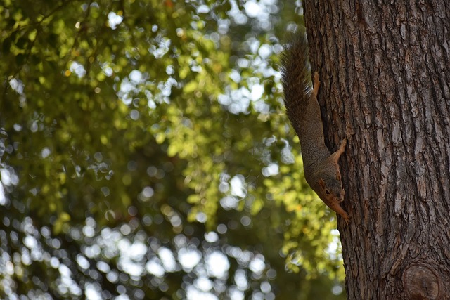 或在关键比 或在关键比