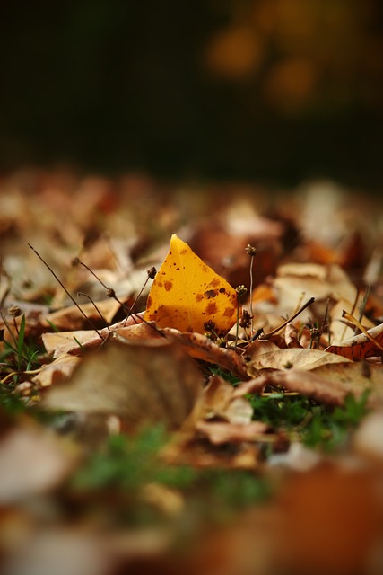 足球俱乐部 足球俱乐部